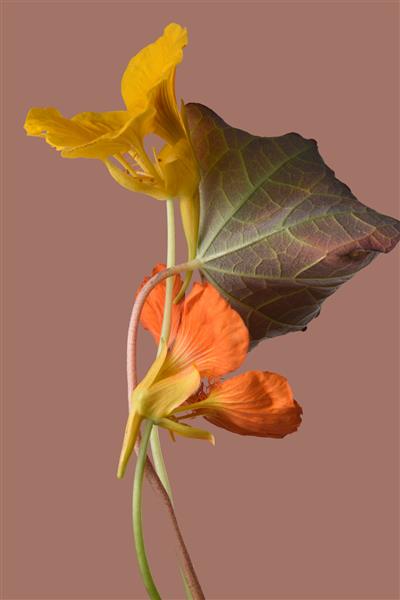 گل‌های زرد و نارنجی کلوزآپ عکس استودیویی پس‌زمینه بژ