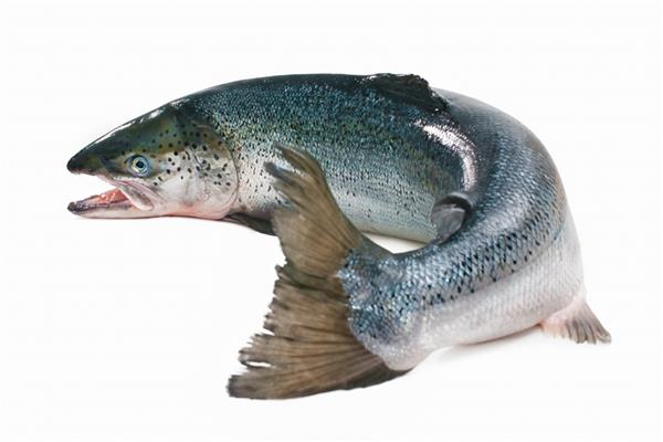 سالمو سالار ماهی قزل آلا اقیانوس اطلس در پس زمینه سفید