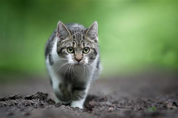 گربه مو کوتاه اروپایی هنگام شکار