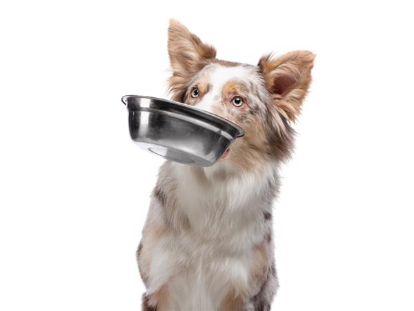 سگ کاسه ای برای غذا در دندان هایش نگه می دارد غذای سالم برای حیوانات خانگی Border Collie در پس زمینه سفید