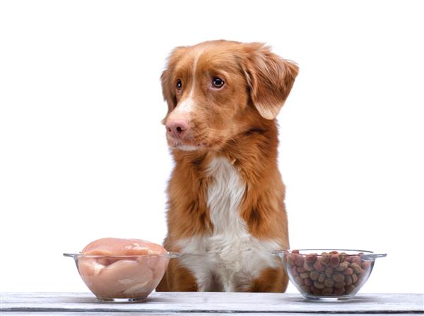 تغذیه طبیعی برای سگ ها Nova Scotia Duck Tolling Retrieverr یک وعده غذایی را انتخاب می کند غذای خام و غذای خشک برای حیوانات خانگی