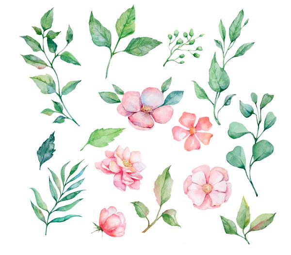 مجموعه ای از عناصر گل آبرنگ گل برگ گل صد تومانی برای کارت تبریک دعوت نامه عروسی گل های وحشی گیاهان برگ ها و شاخه ها تصویر جدا شده در پس زمینه سفید گیاه شناسی
