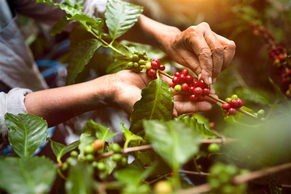 انواع توت های قهوه آرابیکا با دست های کشاورز روبوستا و انواع توت های قهوه آرابیکا با دست های کشاورز جیا لای ویتنام