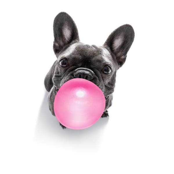 سگ بولداگ فرانسوی کنجکاو به صاحبش نگاه می کند که منتظر است یا بیمار نشسته برای بازی یا پیاده روی با آدامس حباب دار جدا شده روی پس زمینه سفید