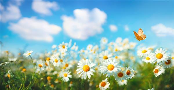 گلهای مروارید در چمنزار تابستانی بهار در پس زمینه آسمان آبی با ابرهای سفید پروانه نارنجی پرنده فرمت گسترده منظره شبانی طبیعی تابستانی فضای کپی
