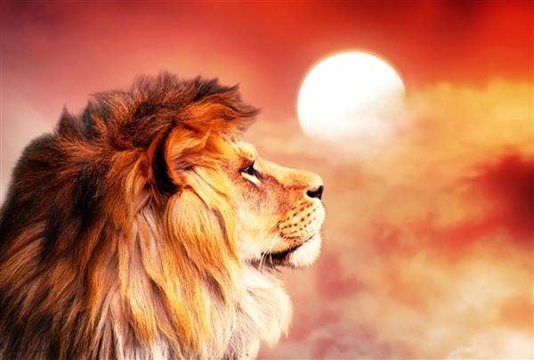 شیر آفریقایی و غروب خورشید در آفریقا تم منظره ساوانای آفریقا پادشاه حیوانات شیر نجیب رویاپرداز مغرور در ساوانا که به آسمان نگاه می کند نور خورشید گرم شگفت انگیز و آسمان ابری قرمز فروزان