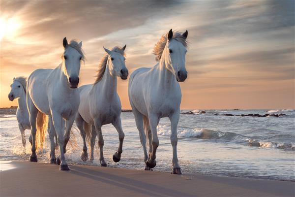 گله ای از اسب های سفید که از میان آب می دوند تصویر گرفته شده در Camargue فرانسه