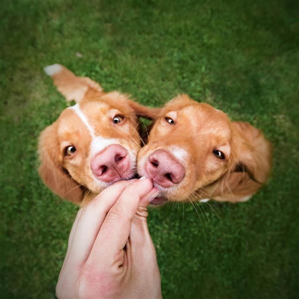 عکس خفن عکس سگ کارتونی بامزه