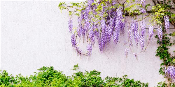 گلدهی گیاهان ویستریا در پس زمینه دیوار خانه دکوراسیون طبیعی منزل با گل های ویستریا چینی Fabaceae Wisteria sinensis بنر