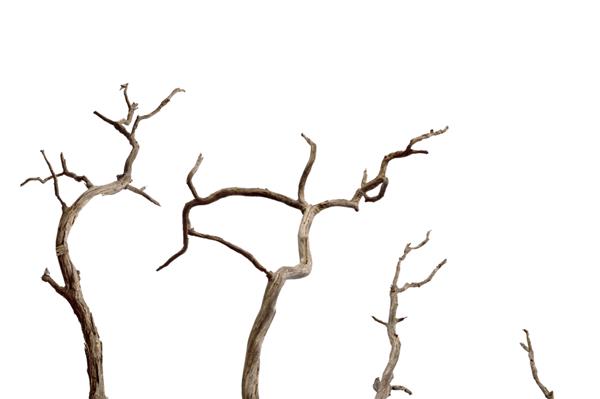 شاخه خشک درخت مرده با پوسته تیره ترک خورده شاخه خشک زیبای درخت جدا شده در زمینه سفید مجموعه درخت مرده چوب چوبی خشک از جنگل جدا شده در پس زمینه سفید