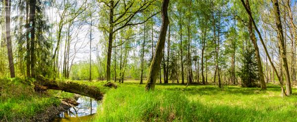 منظره جنگل سبز با جریان آب درختان و چمن تازه در نور خورشید زیبایی طبیعت بهاری