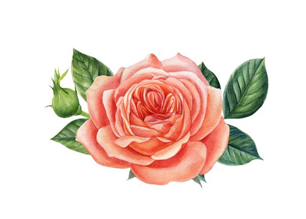 گل رز صورتی زیبا جدا شده در پس زمینه سفید تصویرسازی آبرنگ نقاشی گیاه شناسی