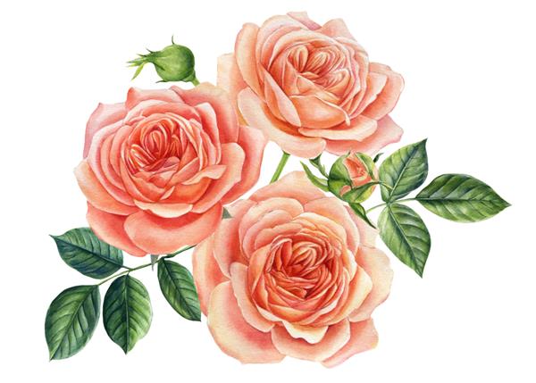 گل رز صورتی زیبا جدا شده در پس زمینه سفید تصویرسازی آبرنگ کارت تبریک