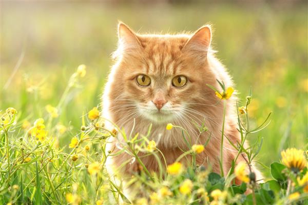 پرتره گربه خز قرمز در چمن تابستانی سبز با گل های زرد در پس زمینه