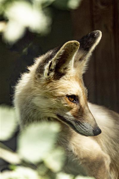 روباه ایرانی از مجموعه زیست بوم ایران