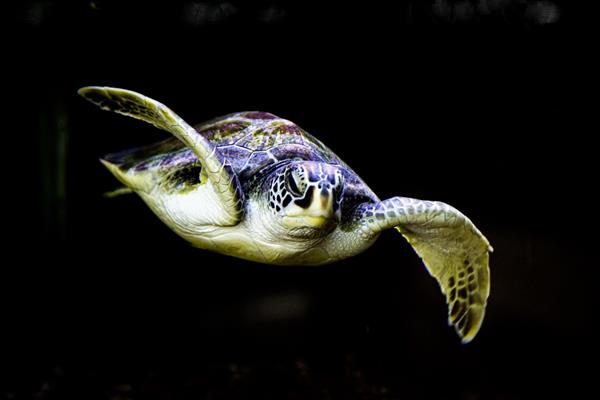 قهرمان شنا لاکپشت دریایی از مجموعه زیست بوم ایران