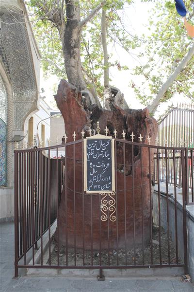 درخت چنار ۹۰۰ ساله تهران، پیرترین درخت چنار محله عودلاجان