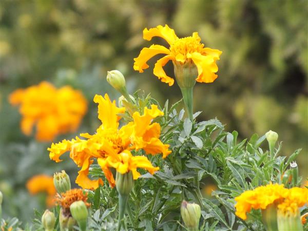 زیبارویان ایرانی گلهای زرد باغچه 1