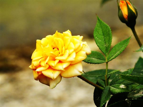 زیبارویان ایرانی رز زرد 1