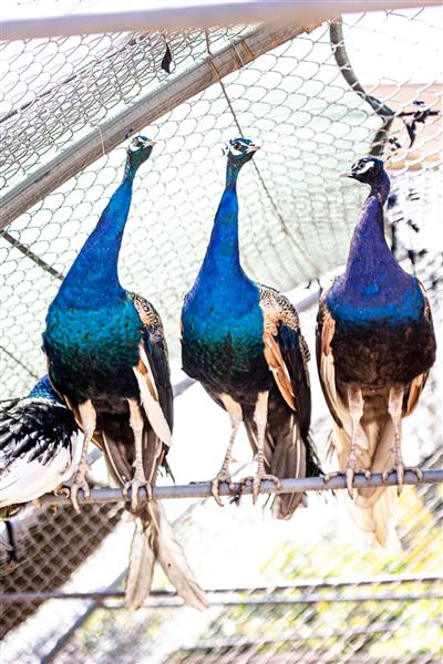 کشتی نوح زیست بوم جهانی طاووس هندی 1