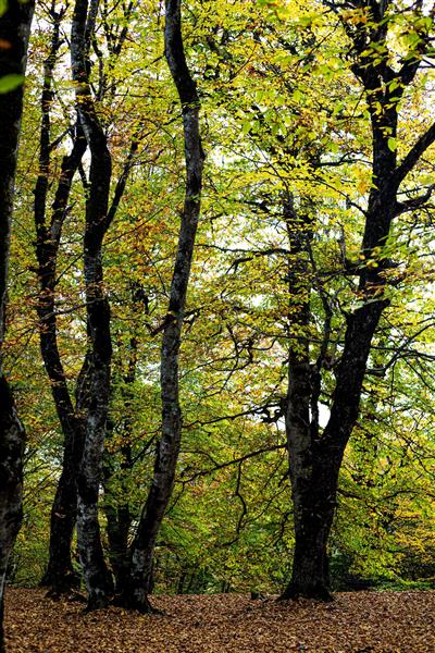 زیبایی های جنگل پاییزی پاییز هیرکانی 3