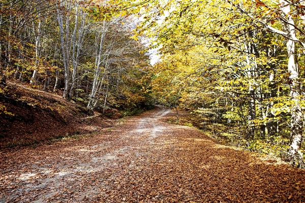 راه زیبای جنگلی هوای خنک پاییزی هیرکان زیبا