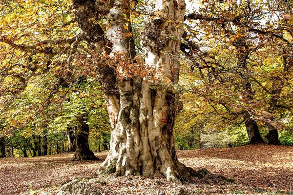 پدر بزرگ درختهای قدیمی جنگل صدها بهار ،صدها پاییز