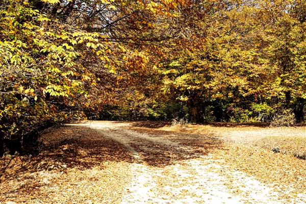 راه زیبای جنگلی پاییز هرکانی مازی چال