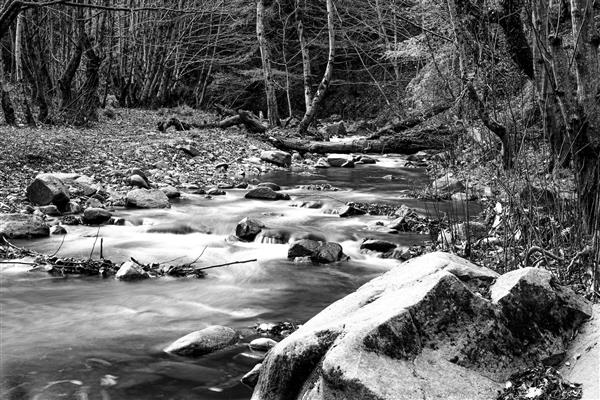 جنگل پاییزی رودخانه زندگی عکاسی سیاه و سفید