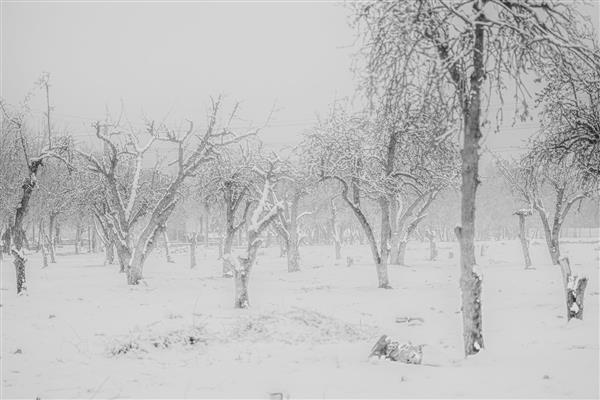 در برف زمستانی دنیای بدون رنگ عکاسی سیاه و سفید عکاسی انتزاعی