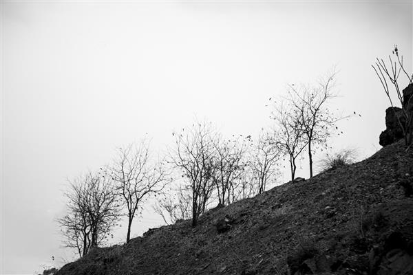 درختان زمستانی عکاسی سیاه و سفید عکاسی انتزاعی