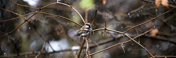 گنجشکک اشی مشی / عکاسی از پرندگان