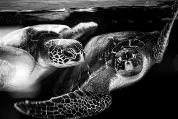 زیست بوم ایران لاکپشت های دریایی عشق و محبت احساس حیوانات عکاسی سیاه و سفید