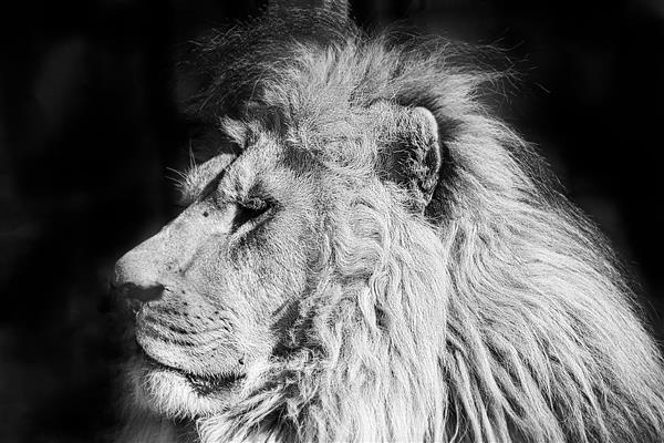 سلاطین حیات وحش ایران شیر ایرانی پرتره ای نمحصر به فرد از سلطان جنگل عکاسی سیاه و سفید