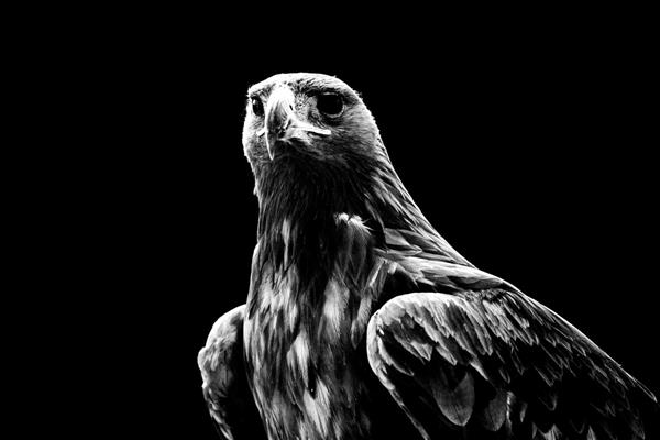 سلاطین حیات وحش ایران پرتره ای از عقاب طلایی سلطان آسمانها عکاسی سیاه و سفید