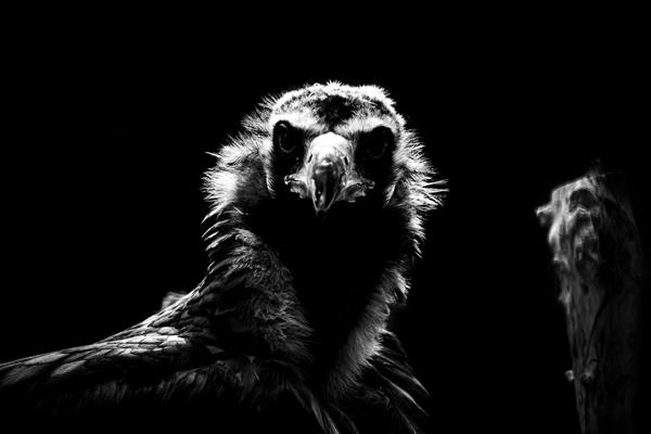 سلاطین حیات وحش ایران پرتره از کرکس یا دال سیاه بزرگترین پرنده شکاری ایران عکاسی سیاه و سفید