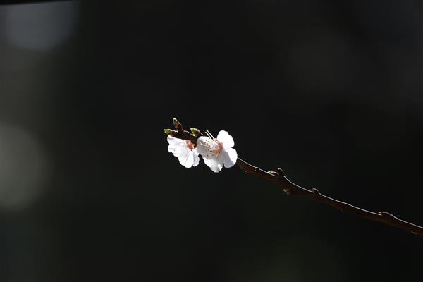 شکوفه های زیبای بهاری 2 عکاسی طبیعت زیبایی های ایران بهار و گلهای رنگارنگ