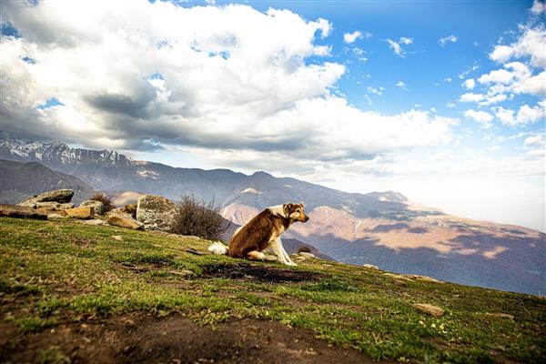 سگی در کوهستان جانوران و طبیعت کوهستان البرز علم کوه مازی چال طبیعت و منظره
