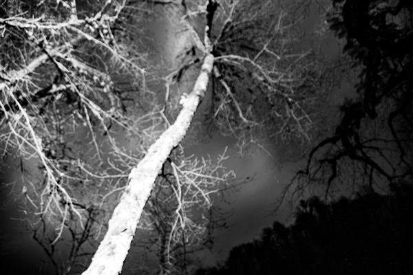 درختان ترسناک عکاسی انتزاعی از طبیعت سربه فلک کشیده ها در انتظار ارواح