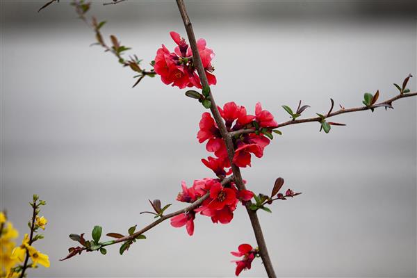 غنچه های بهاری 1 زیباترین مناظر ایران گلهای رنگارنگ