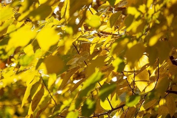 سایه روشن های پاییزی برگهای پاییزی زیر نور خورشید عکاسی انتزاعی از طبیعت