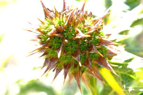گیاهان عجیب تیغهای زیبا عکاسی ماکرو در طبیعت قدرت عکاسی عکاسی حرفه ای