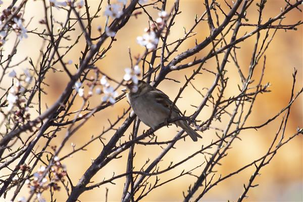 مسافران بهار شکوفه ها و پرنده ها زیبایی های طبیعت ایران عکاسی حرفه ای در طبیعت عکاسی از حیات وحش