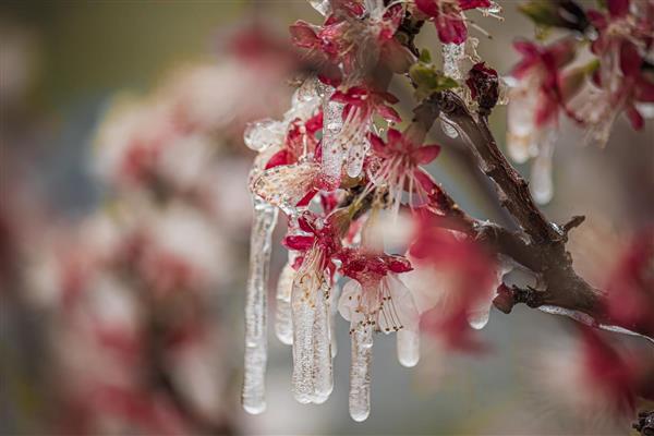مرگ شکوفه های بهاری در سرما