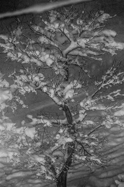 لباس زمستانی درخت