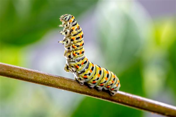 Papilio machaon کاترپیلار در وضعیتی تهدیدآمیز