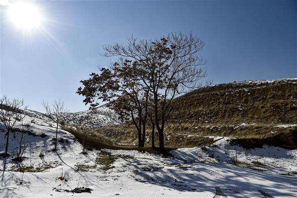 عکس درختان در زمستان کوهستان