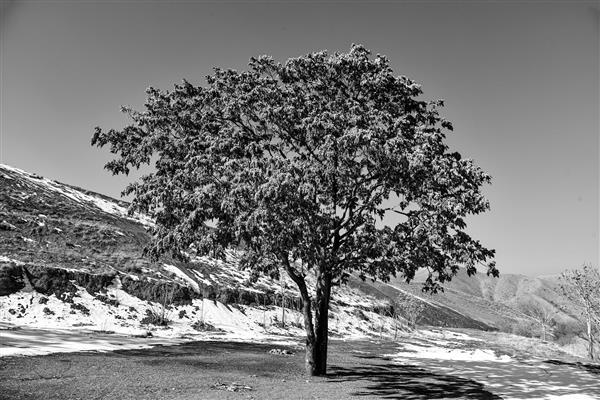 درختان در کوهستان برفی