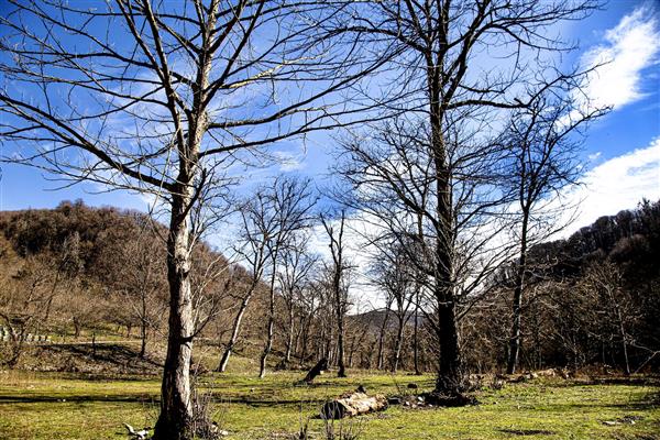 جنگل زمستانی بدون برف جنگل های هیرکانی