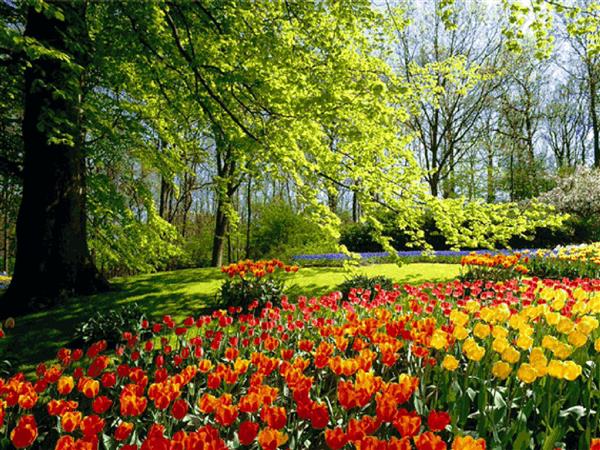 تابلو فرش منظره باغ گل‌های لاله رنگارنگ در بهار